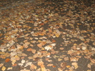 IMG_0073.JPG